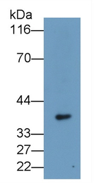 STC2 Antibody in Western Blot (WB)
