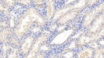 EB1 Monoclonal Antibody (C1)
