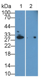 EB1 Antibody in Western Blot (WB)