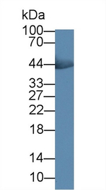 Creatine Kinase MM Antibody in Western Blot (WB)