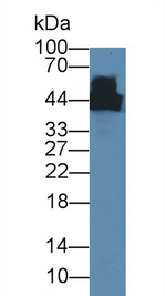 Creatine Kinase MM Antibody in Western Blot (WB)