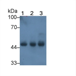 Creatine Kinase MM Antibody in Western Blot (WB)