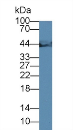 Creatine Kinase MM Antibody in Western Blot (WB)