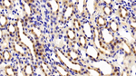 Thioredoxin 1 Antibody in Immunohistochemistry (Paraffin) (IHC (P))