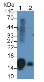Thioredoxin 1 Antibody in Western Blot (WB)