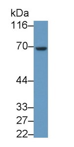 HPa1 Antibody in Western Blot (WB)