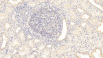 Osteopontin Monoclonal Antibody (C1)