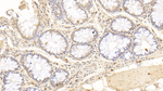 Osteopontin Antibody in Immunohistochemistry (Paraffin) (IHC (P))