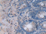 IL24 Monoclonal Antibody (C1)