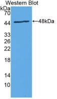 IL24 Antibody in Western Blot (WB)
