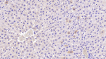 CAT1 Monoclonal Antibody (C2)