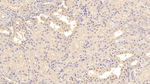 MSRA Monoclonal Antibody (C13)