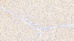 Monoacylglycerol Lipase Antibody in Immunohistochemistry (Paraffin) (IHC (P))