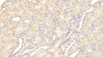 Monoacylglycerol Lipase Antibody in Immunohistochemistry (Paraffin) (IHC (P))