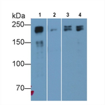 MYH8 Antibody in Western Blot (WB)