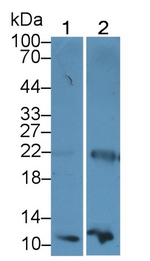 DBI Antibody in Western Blot (WB)