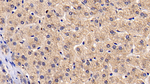 BAI3 Antibody in Immunohistochemistry (Paraffin) (IHC (P))