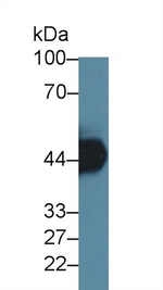 CYP3A7 Antibody in Western Blot (WB)