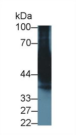 CYP3A7 Antibody in Western Blot (WB)