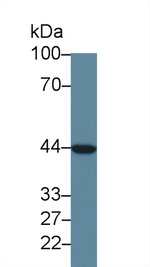 CYP3A7 Antibody in Western Blot (WB)