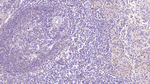 SIGLEC7 Monoclonal Antibody (C5)