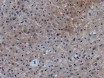 CCL27 Monoclonal Antibody (C1)