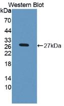 LPO Antibody in Western Blot (WB)
