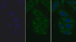 TLR2 Monoclonal Antibody (C16)