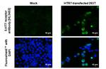HTR7 Antibody in Immunocytochemistry (ICC/IF)