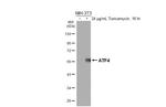 ATF4 Recombinant Rabbit Monoclonal Antibody (HL3513)