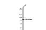 ENPP2 Antibody in Western Blot (WB)