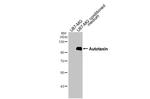 ENPP2 Antibody in Western Blot (WB)
