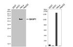 BASP1 Antibody in Western Blot (WB)