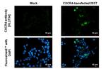 CXCR4 Recombinant Rabbit Monoclonal Antibody (HL2734)