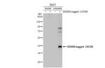 CXCR6 Antibody in Western Blot (WB)