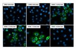 Dengue Virus Type 1-4 PrM (strain Thailand/16681/1984) Recombinant Rabbit Monoclonal Antibody (HL3288)