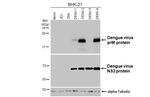 Dengue Virus Type 1-4 PrM (strain Thailand/16681/1984) Antibody in Western Blot (WB)