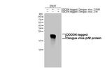 Dengue Virus Type 1-4 PrM (strain Thailand/16681/1984) Antibody in Western Blot (WB)