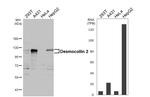 Desmocollin 2 Antibody in Western Blot (WB)