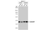 DHCR7 Antibody in Western Blot (WB)