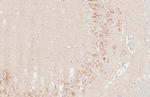 ZPK Antibody in Immunohistochemistry (Paraffin) (IHC (P))