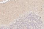 ZPK Antibody in Immunohistochemistry (Paraffin) (IHC (P))