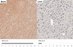 ZPK Antibody in Immunohistochemistry (Paraffin) (IHC (P))