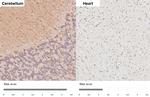 ZPK Antibody in Immunohistochemistry (Paraffin) (IHC (P))