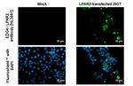 EDG4 Antibody in Immunocytochemistry (ICC/IF)