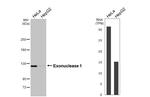 EXO1 Antibody in Western Blot (WB)
