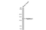 FLII Antibody in Western Blot (WB)