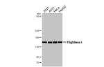 FLII Antibody in Western Blot (WB)