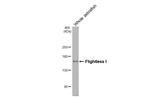 FLII Antibody in Western Blot (WB)