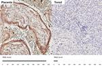 FSTL1 Antibody in Immunohistochemistry (Paraffin) (IHC (P))